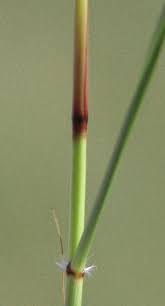 Image result for Aristida stipoides