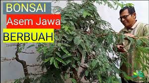 Cara Membuat Bonsai Asem Jawa Part 2 Youtube