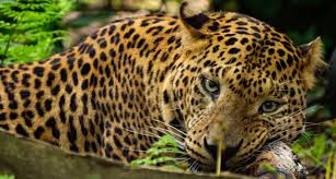 We did not find results for: Zoo De Cerza Parc Animalier Normandie