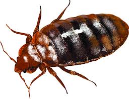 Action pest control provides a full range of pest extermination solutions for evansville residents. Green Akers Pest Control Winchester Bed Bug Location Green Akers Pest Control Llc