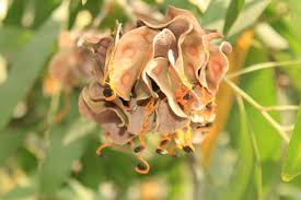 Image result for Acacia auriculiformis