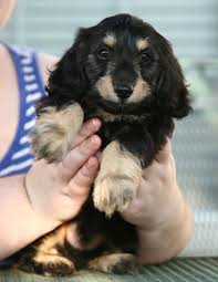 Black And Cream Dachshund Maddox Is An 8 Week Old Black And Cream Silky Wire Hair Dachshund Watch Maddox Grow Follow My Pinterest Dachshund Board Www Pinterest Com Austin Animales