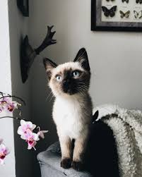 Mete Demircioglu Adli Kullanicinin Animalia Panosundaki Pin Yavru Kediler Kedi