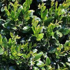 Image result for Ligustrum lucidum