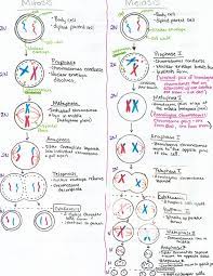 Meiosis Mitosis Meiosis Mitosis