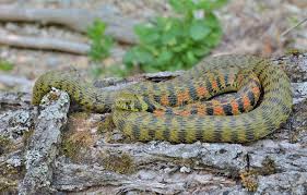 8.the real herman knippenberg became involved in the serpent back in 2013, when he gave the production team access to all of his own archive of documents and press cuttings. The Snake That Borrows The Poison