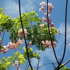 Image result for Indigofera subulifera