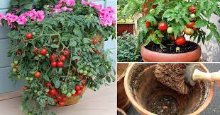 Learn about the best tomato variety for your container here. Growing Tomatoes In Pots Note 13 Tomato Growing Tips For Containers Balcony Garden Web
