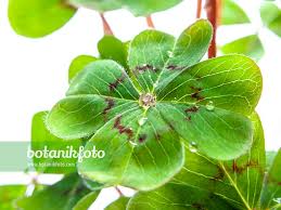 Image result for Oxalis tetraphylla