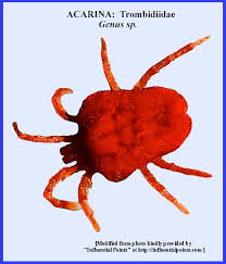 Image result for Trombicula autumnalis