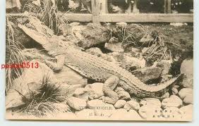 Feb 13, 2019 · 恩賜上野動物園【東京都台東区】 1882年（明治15年）に開業した日本で最古の動物園 で、「上野公園」内にあります。 jr「上野駅」や「京成上野駅」から徒歩5分程度とアクセスしやすいのも魅力です。 ã‚ã«å‹•ç‰©åœ'ã®å€¤æ®µã¨ä¾¡æ ¼æŽ¨ç§»ã¯ 2ä»¶ã®å£²è²·æƒ…å ±ã‚'é›†è¨ˆã—ãŸã‚ã«å‹•ç‰©åœ'ã®ä¾¡æ ¼ã‚„ä¾¡å€¤ã®æŽ¨ç§»ãƒ‡ãƒ¼ã‚¿ã‚'å…¬é–‹