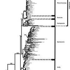 Image result for Commiphora fulvotomentosa