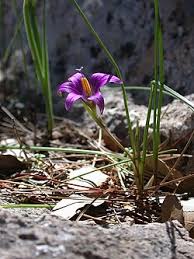 Image result for Romulea camerooniana