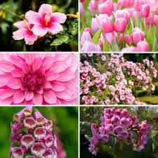 Central disk is slightly darker and buttonlike. 32 Gorgeous Pink Perennial Flowers That Will Bloom Forever