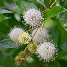 Image result for Cephalanthus