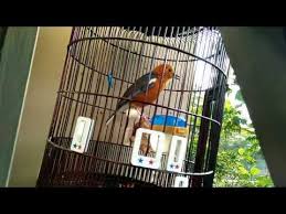 Salam dari kami muhammad bashori ceo karunia sangkar jogja. Anis Merah Gacor Ngeplong Youtube Gambar