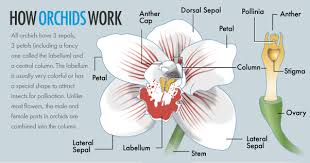Choose from 10000+ drop orchid graphic resources and download in the form of png, eps, ai or psd. How Do Orchids Reproduce Quora