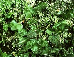 Image result for Didymoglossum erosum