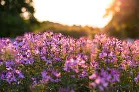 Spring/ghana aimed to reduce stunting by 20 percent in two regions—northern region and upper east region. Best Places To See The Spring Bloom Outdoorsy Com