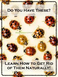 Top 10 Natural Ways To Get Rid Of Ladybugs Aka Asian Lady Beetles Whole Lifestyle Nutrition Lady Beetle Asian Beetle Asian Ladybugs
