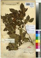 Image result for Albizia grandibracteata