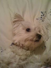 Content Not Found Maltese Mix Westies Pets