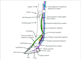 The achilles tendon connects the heel to the calf muscle and is essential for running jumping and standing on the toes. Diagram Of Supportive Tendons And Ligaments Of The Equine Foot Only Download Scientific Diagram