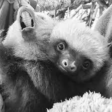 Happy Sloth Sunday Is This A 2 Headed 2 Toed Sloth Nah It S Just The Sleepy Inseparable Dynamic Duo Of Chicles Cute Baby Sloths Cute Sloth Baby Sloth Video