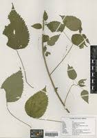 Image result for Acalypha racemosa