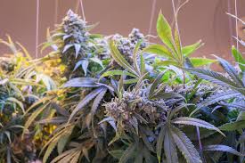 Top 10 Weed Strains In Washington Have A Heart
