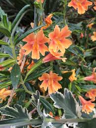 Image result for Phrymaceae