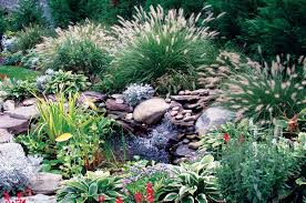 Designing With Ornamental Grasses Ornamental Grasses Grasses Landscaping Ornamental Grasses For Shade