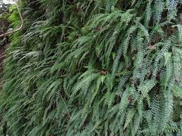 Image result for Streptocarpus myoporoides