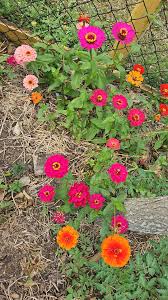 Zinnias thriving in south east Queensland