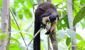 ▸ black squirrels are comparatively rare, but you will be surprised to find that they are not really as exotic as they seem to be. Giant Black Squirrels One Of The Longest Animals Australian Geographic