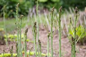 Racemosus plant grows wild, reaching 2 m in height, and is cultivated in india and other tropical and subtropical asian and african. How Are Male Female Asparagus Plants Different Gardener S Path