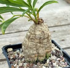 Image result for Ipomoea welwitschii