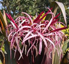 Image result for Crinum asiaticum