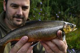 Gurnard pretty much always make an appearance here in SW Scotland, helping  boost the species count for the day. Only ever eaten one. They are quite  bonny fish after all and I