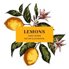 Pencil sketch lemon drawing in this drawing lesson video, i will draw lemon using. Image Details Ist 15377 01131 Lemon Hand Drawn Crosshatch Vector Frame Layout Realistic Leaves Flowers Rectangular Border With Text Space Citrus Fruits Poster Web Banner Design Engraving Style Botanical Illustration Ink Brush Drawing