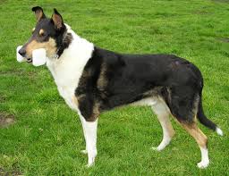 Border collies are extremely intelligent, faithful dogs who live to please their masters. Smooth Collie Wikipedia