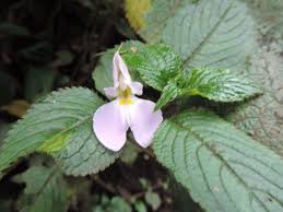 Image result for Impatiens burtonii