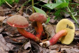 Image result for Xerocomellus diffractus