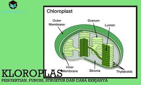 Pengertian Kloroplas Fungsi Struktur Dan Cara Kerjanya