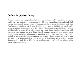 Image result for Pellaea longipilosa