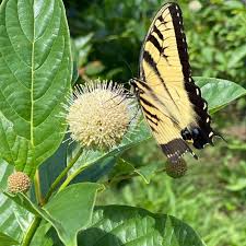 Image result for Buchnera cryptocephala