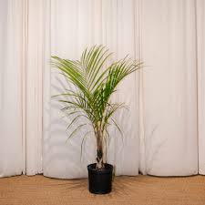 Image result for Hyophorbe verschaffeltii