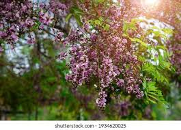 Image result for Millettia