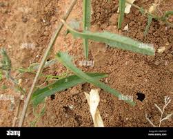 Image result for Xenostegia