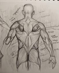 Once you have your reference, search for the main line of action. I Was So Excited To Recognize All The Back Muscles While I Was Drawing Them With The Reference Picture After A Week Of Intense Studying Learnart